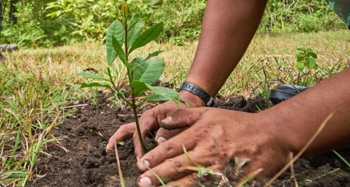 ¿Es absurdo plantar árboles para combatir el cambio climático?