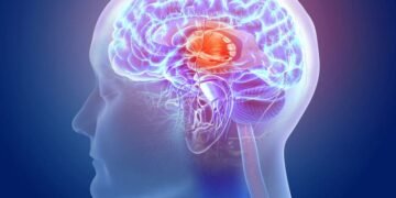 Crean el mapa más detallado del cerebro humano