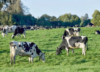 Ganadería verde mitiga los efectos climáticos