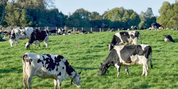 Ganadería verde mitiga los efectos climáticos