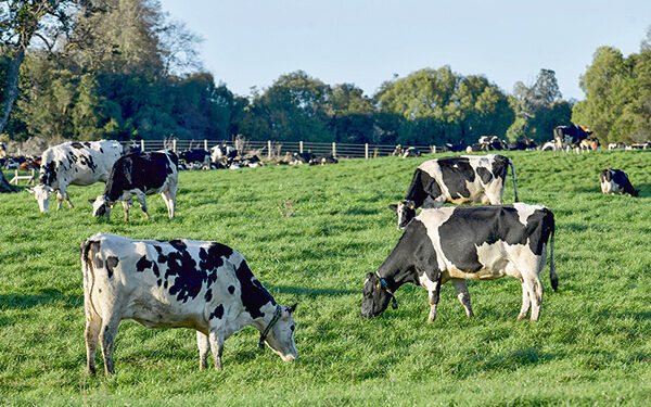 Ganadería verde mitiga los efectos climáticos