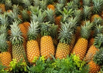 Exportadores de piña temen “quiebre y paro en producción” del sector piñero ante posible enfermedad