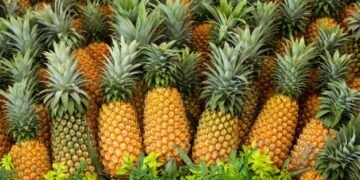 Exportadores de piña temen “quiebre y paro en producción” del sector piñero ante posible enfermedad