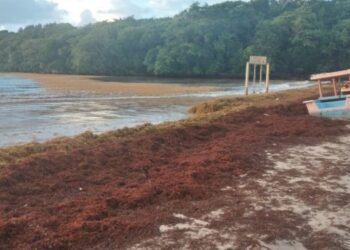 Sargazo afecta el turismo un playas del municipio de Cabrera