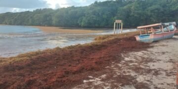 Sargazo afecta el turismo un playas del municipio de Cabrera