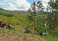 Siembran  74,000 árboles en el área de la cuenca Artibonito