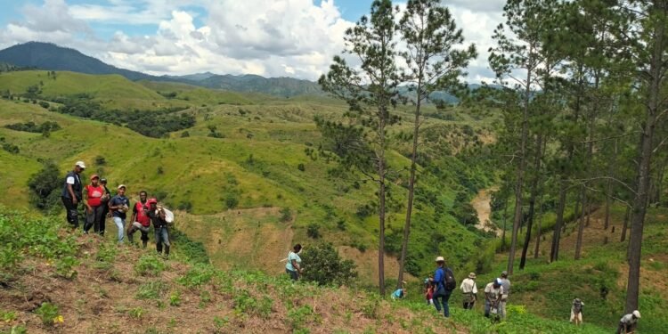 Siembran  74,000 árboles en el área de la cuenca Artibonito