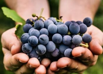 Investigadores observan que consumo regular de uvas beneficia a la salud ocular en adultos mayores