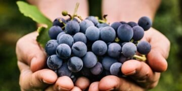 Investigadores observan que consumo regular de uvas beneficia a la salud ocular en adultos mayores