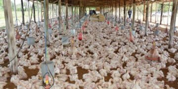 Granjas disponen de más de 716 mil gallinas listas para sacar