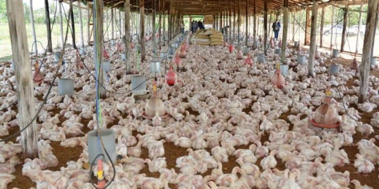 Granjas disponen de más de 716 mil gallinas listas para sacar