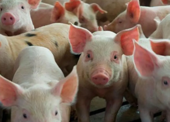 Productores de cerdo en la provincia Duarte califican de “catastróficas” las importaciones de carne en el país