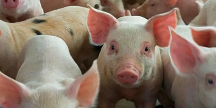 Productores de cerdo en la provincia Duarte califican de “catastróficas” las importaciones de carne en el país