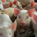 Productores de cerdo en la provincia Duarte califican de “catastróficas” las importaciones de carne en el país
