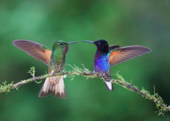 Datos asombrosos sobre los colibríes