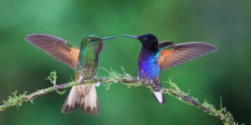 Datos asombrosos sobre los colibríes