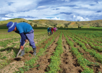 Cómo amenaza el cambio climático a la agricultura