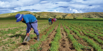 Cómo amenaza el cambio climático a la agricultura