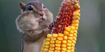 Los abazones, las bolsas que tienen algunos animales en las mejillas