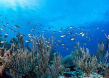 El océano absorbe un 20% más carbono de lo previsto, según un estudio