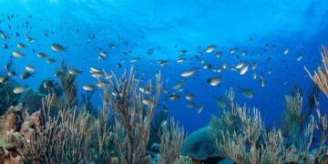 El océano absorbe un 20% más carbono de lo previsto, según un estudio
