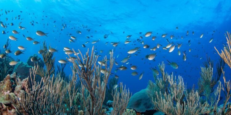 El océano absorbe un 20% más carbono de lo previsto, según un estudio