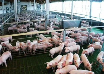 Ministerio de Agricultura dice repoblación de cerdos será reactivada en enero