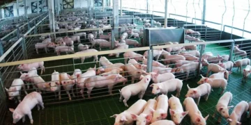 Ministerio de Agricultura dice repoblación de cerdos será reactivada en enero