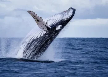 RD firma compromiso para proteger ballenas jorobadas y abre temporada de observación en Samaná