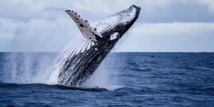 RD firma compromiso para proteger ballenas jorobadas y abre temporada de observación en Samaná