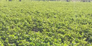 Detectan insecto “trips” en habichuelas en San Juan, productor dice daña 50 % de cultivos