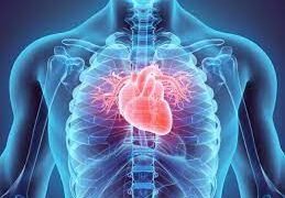 Datos curiosos sobre el corazón que debes conocer