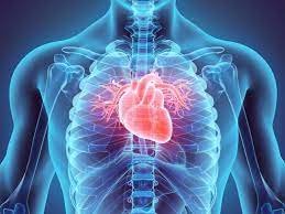 Datos curiosos sobre el corazón que debes conocer