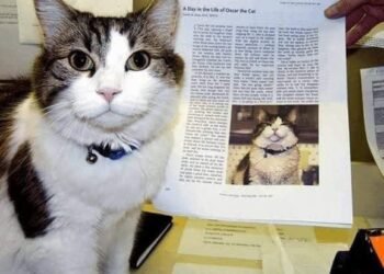 Oscar, el gato adoptado para terapias