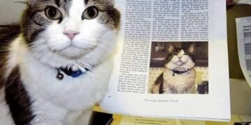 Oscar, el gato adoptado para terapias