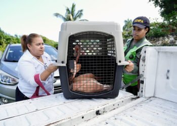 Ministerio de Medio Ambiente rescata siete flamencos en alojamiento turístico en Puerto Plata