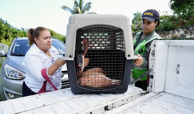Ministerio de Medio Ambiente rescata siete flamencos en alojamiento turístico en Puerto Plata