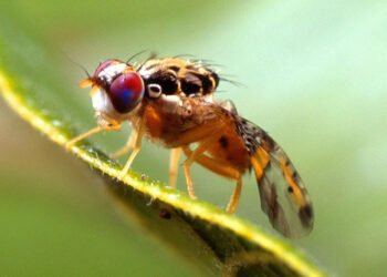 Ministerio de Agricultura detecta mosca del Mediterráneo en Punta Cana