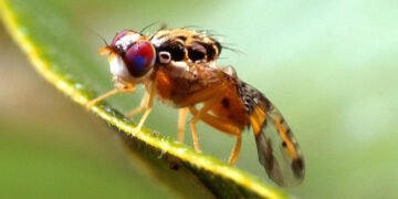 Ministerio de Agricultura detecta mosca del Mediterráneo en Punta Cana
