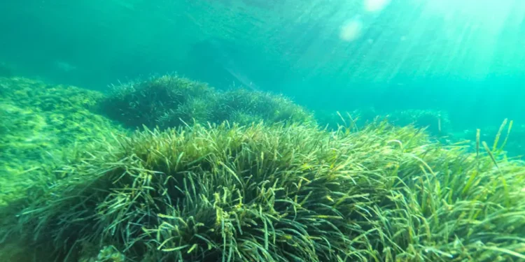 Las algas pueden salvar a la humanidad en un evento de bloqueo solar