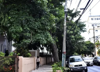 Más del 70% del arbolado en el Distrito Nacional afectan negativamente al ecosistema.