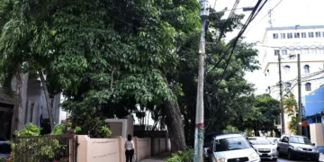Más del 70% del arbolado en el Distrito Nacional afectan negativamente al ecosistema.
