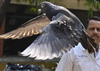 La historia de la paloma que India creyó que era una espía al servicio de China