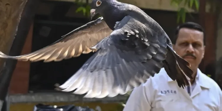 La historia de la paloma que India creyó que era una espía al servicio de China