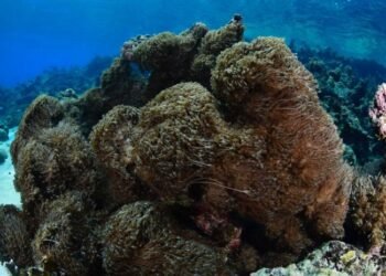 Es inminente la llegada de coral invasor a República Dominicana