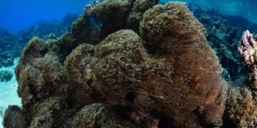 Es inminente la llegada de coral invasor a República Dominicana