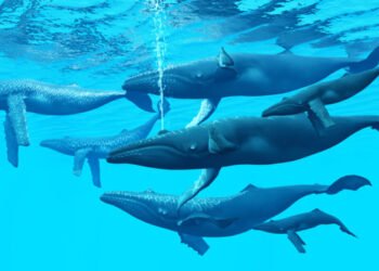 Entre 1.500 y 2.000  ballenas jorobada visitan las aguas de la Bahía de Samaná y Banco de la Plata cada año