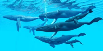 Entre 1.500 y 2.000  ballenas jorobada visitan las aguas de la Bahía de Samaná y Banco de la Plata cada año