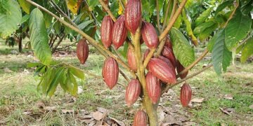 En Hato Mayor denuncian reducción más 60 % producción de cacao