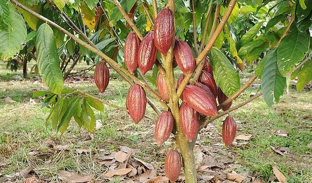 En Hato Mayor denuncian reducción más 60 % producción de cacao